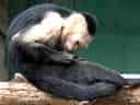 動物図鑑・ノドジロオマキザル 2